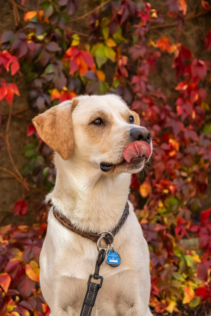 Hundefotoshooting in Karlsruhe – Einzigartige, professionelle Fotos von Ihrem Hund in entspannter Atmosphäre