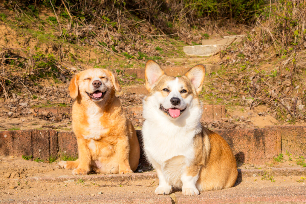 Familienshooting am Epplesee in Karlsruhe – Ein emotionales letztes Fotoshooting für Titan, den Hund, der bald über die Regenbogenbrücke geht